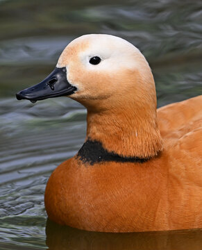 un pato tarro canelo en un lago