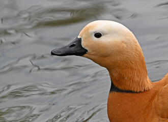 un pato tarro canelo en un lago