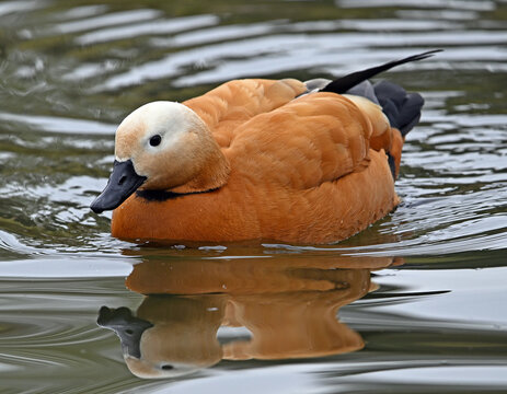 un pato tarro canelo en un lago