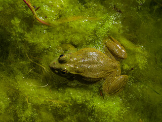 frog in the pond