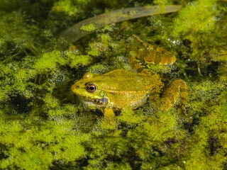 frog in the pond