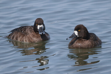 Greater SCaup ducks on Presquile Park bay in March in spring migration