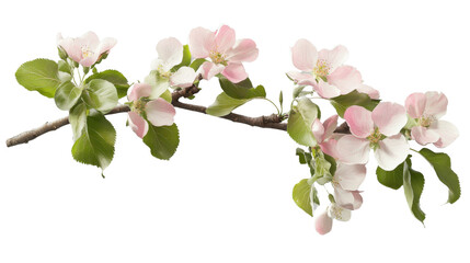 Blooming apple tree branch with pink flowers on transparent background