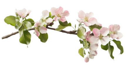 Blooming apple tree branch with pink flowers on transparent background