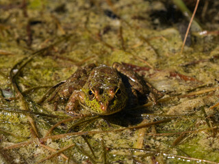 frog in the pond
