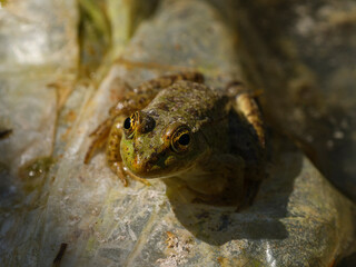 frog in the pond