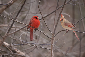 Cardinals in spring