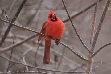 Cardinals in spring