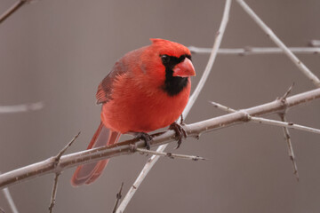 Cardinals in spring