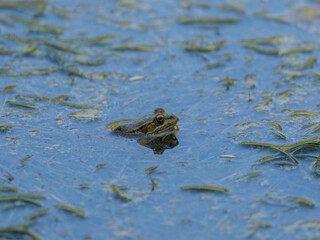 frog in the pond