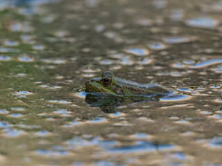 frog in the pond