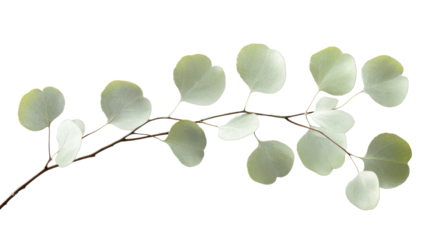 Eucalyptus branch with round silver dollar leaves on transparent background