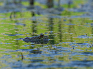 frog in the pond