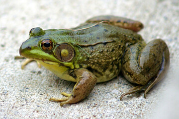 A closeup of a bullfrog on the ground