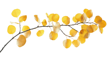 Branch with vibrant yellow aspen leaves on transparent background