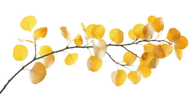 Branch with vibrant yellow aspen leaves on transparent background