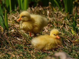 cute goslings