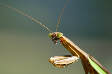 A closeup of a praying mantis looking right at you