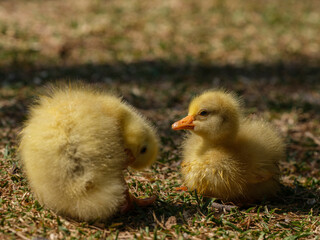 cute goslings