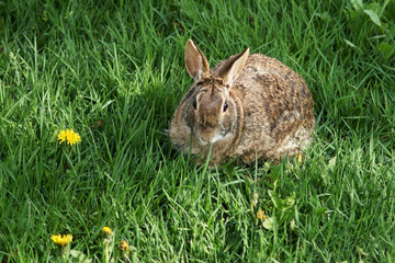 A bunny rabbit in the green grass
