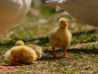 cute goslings