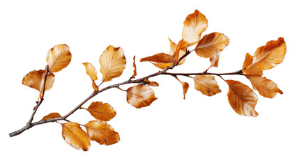 Branch with autumnal beech leaves on transparent background