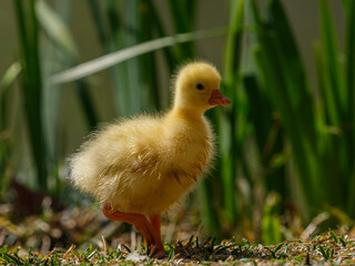 baby goose
