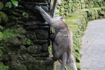 A monkey sits peacefully in its natural habitat. Its curious gaze and relaxed posture stand out...