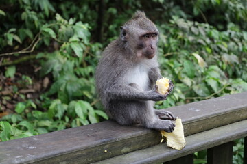 A monkey sits peacefully in its natural habitat. Its curious gaze and relaxed posture stand out...