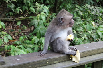 A monkey sits peacefully in its natural habitat. Its curious gaze and relaxed posture stand out...
