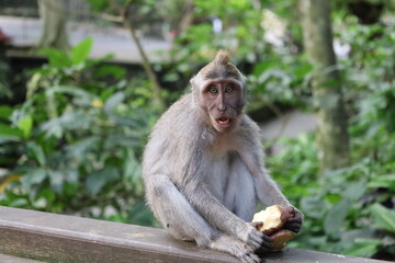 A monkey sits peacefully in its natural habitat. Its curious gaze and relaxed posture stand out...