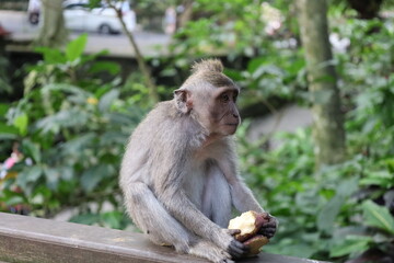 A monkey sits peacefully in its natural habitat. Its curious gaze and relaxed posture stand out...