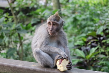 A monkey sits peacefully in its natural habitat. Its curious gaze and relaxed posture stand out against the green surroundings. Its soft brown fur contrasts beautifully with the blurred background.