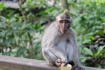 A monkey sits peacefully in its natural habitat. Its curious gaze and relaxed posture stand out against the green surroundings. Its soft brown fur contrasts beautifully with the blurred background.