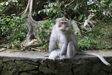 A monkey sits peacefully in its natural habitat. Its curious gaze and relaxed posture stand out against the green surroundings. Its soft brown fur contrasts beautifully with the blurred background.