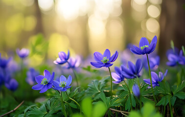 Beautiful Spring background with Anemone Bluebells makes you feeling calm and immersed in nature beauty, ready to embrace season