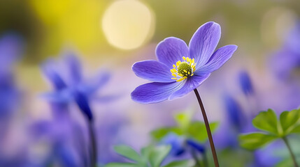 Purple anemone bloom in spring with soft focus feel, delivering sensation of serenity and peace