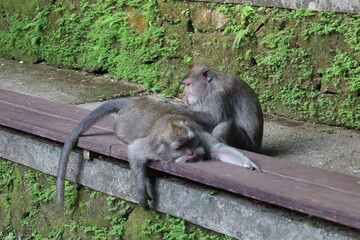 A monkey sits peacefully in its natural habitat. Its curious gaze and relaxed posture stand out...