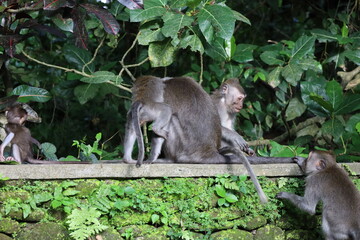 A monkey sits peacefully in its natural habitat. Its curious gaze and relaxed posture stand out...