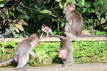 A monkey sits peacefully in its natural habitat. Its curious gaze and relaxed posture stand out against the green surroundings. Its soft brown fur contrasts beautifully with the blurred background.