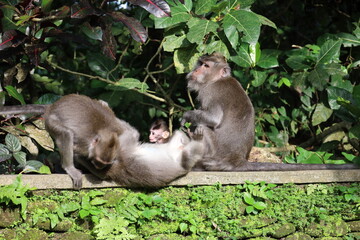 A monkey sits peacefully in its natural habitat. Its curious gaze and relaxed posture stand out against the green surroundings. Its soft brown fur contrasts beautifully with the blurred background.