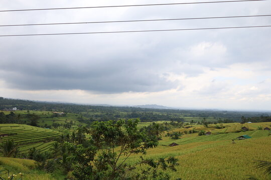 Green rice terraces in Bali unfold gracefully across gentle slopes. Sunlight highlights the vibrant fields, creating golden hues amidst lush greenery. The serene scenery evokes harmony and natural bea