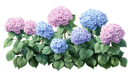 Blooming hydrangeas creating a colorful border on transparent background