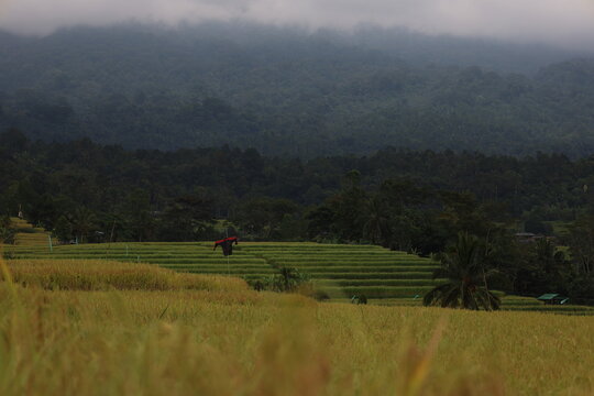 Green rice terraces in Bali unfold gracefully across gentle slopes. Sunlight highlights the vibrant fields, creating golden hues amidst lush greenery. The serene scenery evokes harmony and natural bea