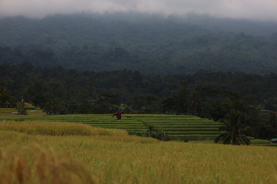 Green rice terraces in Bali unfold gracefully across gentle slopes. Sunlight highlights the vibrant fields, creating golden hues amidst lush greenery. The serene scenery evokes harmony and natural bea