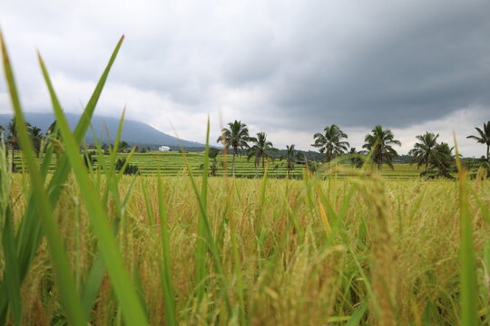 Green rice terraces in Bali unfold gracefully across gentle slopes. Sunlight highlights the vibrant fields, creating golden hues amidst lush greenery. The serene scenery evokes harmony and natural bea