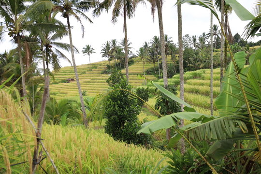 Green rice terraces in Bali unfold gracefully across gentle slopes. Sunlight highlights the vibrant fields, creating golden hues amidst lush greenery. The serene scenery evokes harmony and natural bea