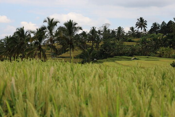 Green rice terraces in Bali unfold gracefully across gentle slopes. Sunlight highlights the vibrant fields, creating golden hues amidst lush greenery. The serene scenery evokes harmony and natural bea