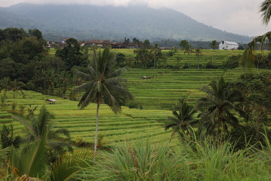 Green rice terraces in Bali unfold gracefully across gentle slopes. Sunlight highlights the vibrant fields, creating golden hues amidst lush greenery. The serene scenery evokes harmony and natural bea