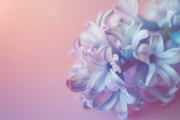 close up of hyacinth